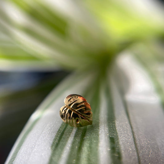 Monstera Countess 6mm